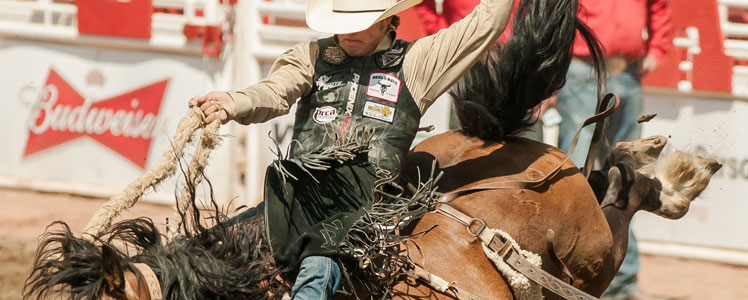 calgary4 stampede